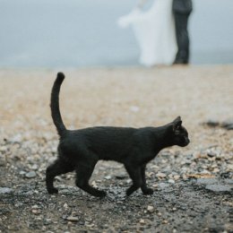 Dafis Studio Fotografia - Fotograf ślubny