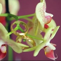 KJ studio - Kamerzysta na wesele