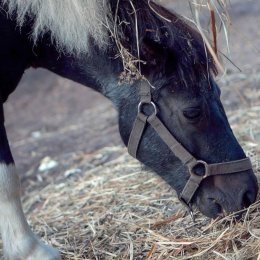Maxpictures - Kamerzysta na wesele