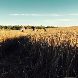 77 Video - Kamerzysta na wesele