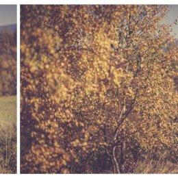 eFvideo - Kamerzysta na wesele