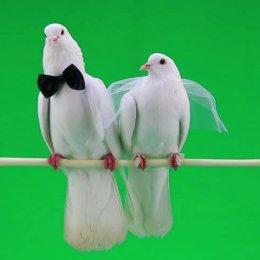 LIRA PICTURES: Wideofilmowanie - Kamerzysta na wesele