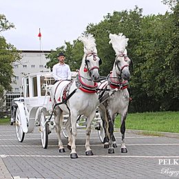 PEŁKA TWINS Bryczkami do ślubu - Auto do ślubu