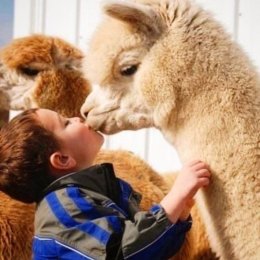 Alpaki Pluszaki - Animatorzy dla dzieci