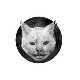 Gato studio - Fotograf ślubny