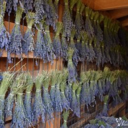 Bukiety oraz produkty lawendowe z plantacji lawendy (ślub, lawenda) - Bukiety ślubne