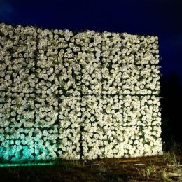 Ścianka kwiatowa - Tło za Młodą Parą - Róże - Dekoracja - Dekoracje sali