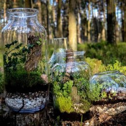 Mikro Ogrody  - Dekoracje sali