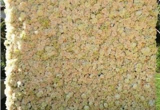 Studio Dekoratorskie Konsultant Ślubny Agata Inter