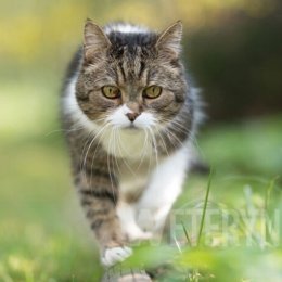 ET fotograf - Fotograf ślubny