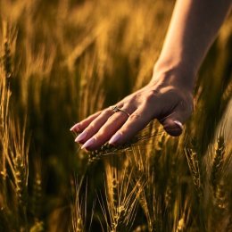 MS Videos Maciej Suchan - Kamerzysta na wesele