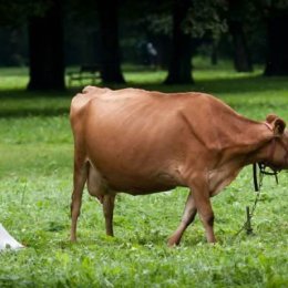 Fotograf Bielsko, Fotografia ślubna, Sesje ślubne, fotograf ślubny - Fotograf ślubny